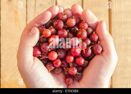 A frisch Obst Stachelbeeren in den Händen eines Mannes Stockfoto