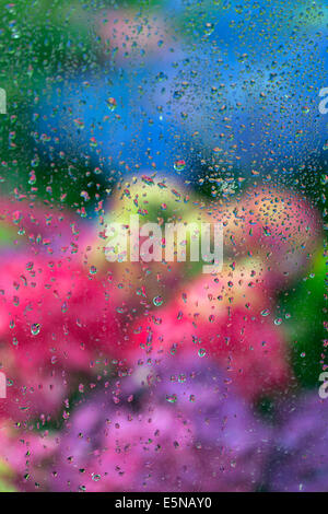 Blick aus einem Fenster im Potting Shed an einem regnerischen Tag Stockfoto