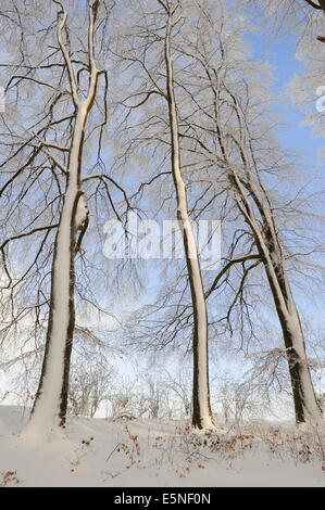 Europäische Buche oder Rotbuche im Winter (Fagus Sylvatica), North Rhine-Westphalia, Germany Stockfoto