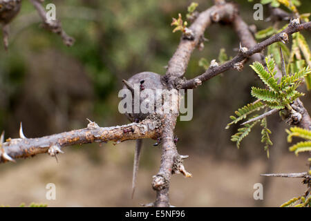 Thorn (Familie Fabaceae) Pfeifen Stockfoto