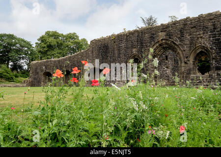 Mohnblumen im 14. Jahrhundert Whalley Abbey Zisterzienser Klostergärten im Sommer wächst. Whalley Lancashire England UK Großbritannien Stockfoto