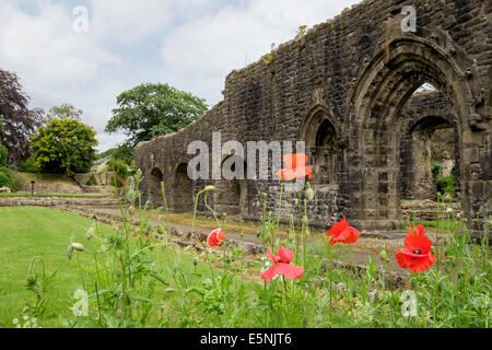 Rote Mohnblumen im 14. Jahrhundert Whalley Abbey Zisterzienser Klostergärten im Sommer wächst. Whalley Lancashire England UK Großbritannien Stockfoto