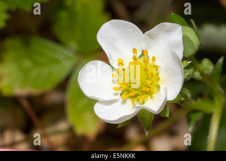 Erdbeere Blüte Stockfoto