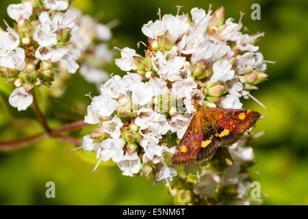 Minze-Motte (Pyrausta Aurata) auf Majoran-Pflanze Stockfoto