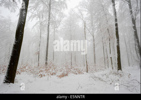 Europäische Buche oder Rotbuche Wald im Winter (Fagus Sylvatica), North Rhine-Westphalia, Germany Stockfoto