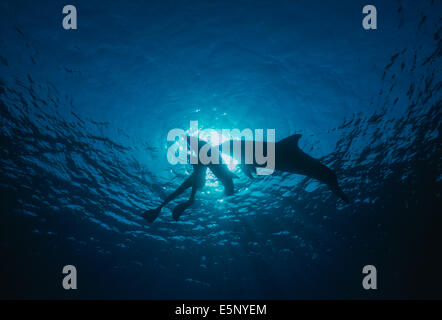 Delfin-Trainer interagiert mit Mutter und juvenile Tümmler (Tursiops Truncatus). Dolphin Reef, Eilat, Israel, rot Se Stockfoto