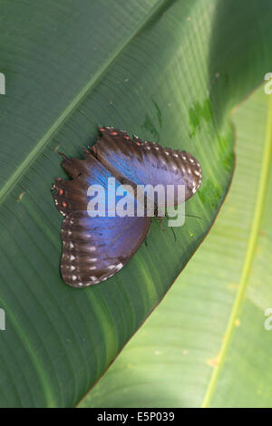 Blauen Morpho Schmetterling: Morpho Peleides. Zeigen schillernden blauen Farbe auf Flügel, im Schatten. In Gefangenschaft Stockfoto