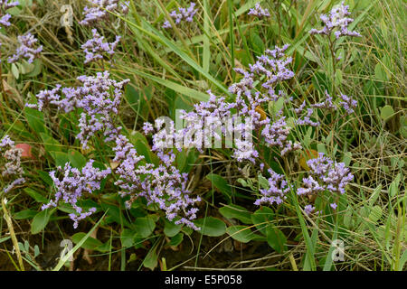 Gemeinsamen Strandflieder: Limonium Vulgare. Sussex, England Stockfoto