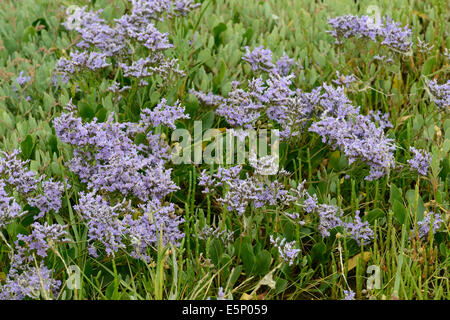 Gemeinsamen Strandflieder: Limonium Vulgare. Sussex, England Stockfoto