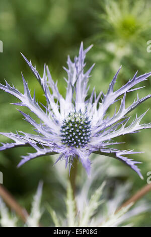 Eryngium Blumen. Nahaufnahme von Meer-Holly Blume. Stockfoto