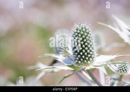 Eryngium Giganteum "Silver Ghost", Nahaufnahme von Meer-Holly Blume. Stockfoto