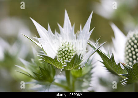 Eryngium Giganteum "Silver Ghost", Nahaufnahme von Meer-Holly Blume. Stockfoto