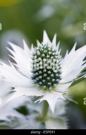 Eryngium Giganteum "Silver Ghost", Nahaufnahme von Meer-Holly Blume. Stockfoto