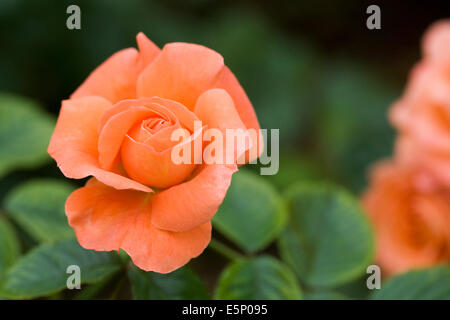 Rosa (Newsflash) "Kendutch". Orange Rose. Stockfoto