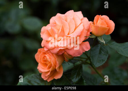 Rosa (Newsflash) "Kendutch". Orange Rose. Stockfoto