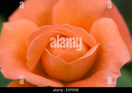 Rosa (Newsflash) "Kendutch". Orange Rose. Stockfoto