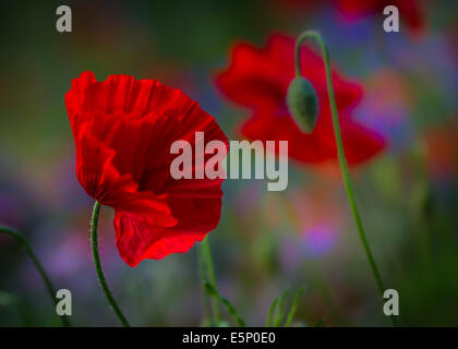 Rote Mohnblumen in einer Wildblumenwiese Stockfoto