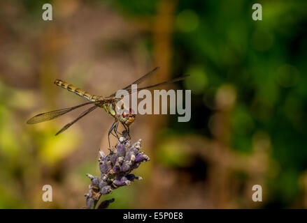 weibliche gemeinsame Darter Libelle thront auf Lavendel Stockfoto