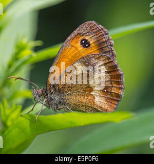 Absicherung von Brown / Gatekeeper (Pyronia Tithonus) auf Blatt Stockfoto