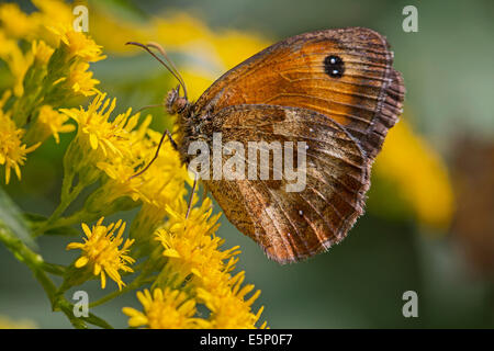 Absicherung von Brown / Gatekeeper (Pyronia Tithonus) Fütterung auf Blume Stockfoto