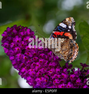 Red Admiral (Vanessa Atalanta) Schmetterling auf Sommer Flieder (Buddleja Davidii / Sommerflieder Davidii) in Blüte Stockfoto