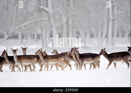 Damwild, Rotwild (Dama Dama), männliche und Weibchen im Winter, North Rhine-Westphalia, Deutschland Stockfoto