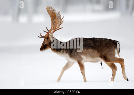 Damhirsch (Dama Dama), Hirsch in Winter, North Rhine-Westphalia, Deutschland Stockfoto