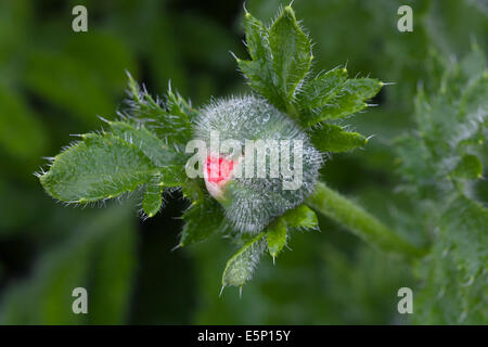 Orientalische Mohn Papaver Orientale Nahaufnahme von Bud Garten Stillleben Stockfoto