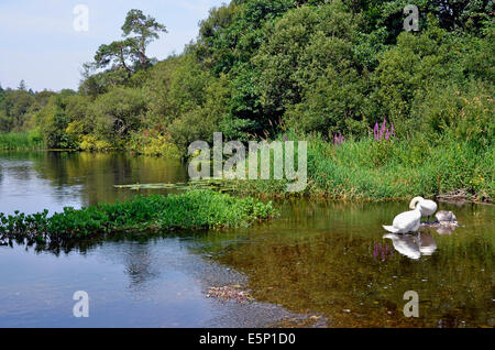 Friedliche Szene auf ein Rückstau von der Fluss Cong Cong, County Mayo, Irland Stockfoto