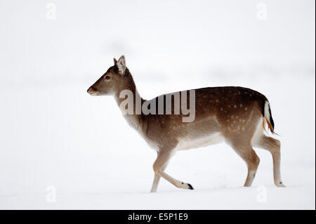 Damhirsch (Dama Dama), weibliche in Winter, North Rhine-Westphalia, Deutschland Stockfoto