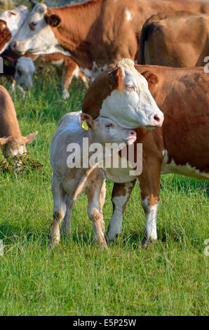 Kuh und Kalb Zuneigung, wie sie zusammen auf einer kleinen Farm in County Galway, Irland Weiden. Stockfoto