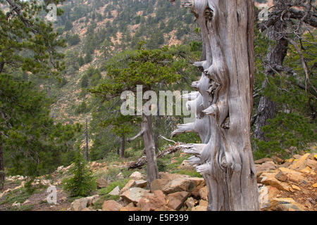 Alten schwarzen Pinien Pinus Nigra im Troodhos Nationalpark-Zypern Stockfoto