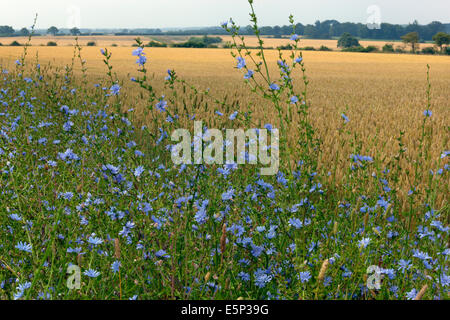 Chicorée Cichorium Intybus auf Ackerland Landzunge wächst Stockfoto