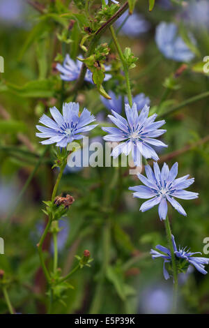 Chicorée Cichorium Intybus auf Ackerland Landzunge wächst Stockfoto