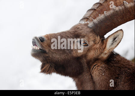 Alpensteinbock (Capra Ibex), männliche im winter Stockfoto