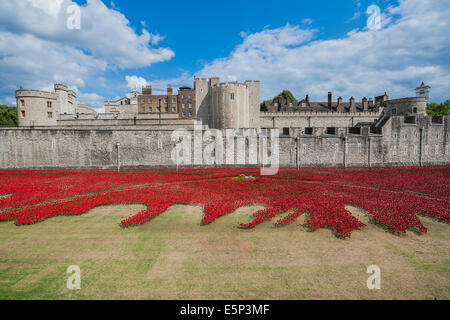 London, UK. 4. August 2014. Blut Mehrfrequenzdarstellung Länder und Meere von Red von Paul Cummins. Last-Minute Vorbereitungen vor der offiziellen Eröffnung morgen. Keramik Mohn bilden ein Kunstwerk im Graben der Tower of London anlässlich die Hundertjahrfeier des ersten Weltkrieges. 4. August 2014. Bildnachweis: Guy Bell/Alamy Live-Nachrichten Stockfoto