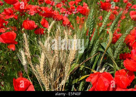 Rote Mohnblumen in der Mitte trocken und grüne Ähren Stockfoto