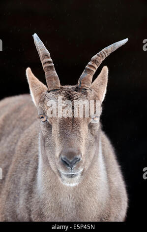 Alpensteinbock (Capra Ibex), Weiblich Stockfoto