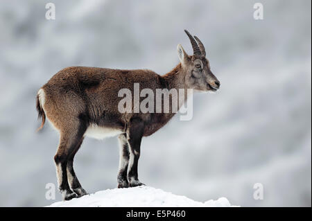 Alpensteinbock (Capra Ibex), Weiblich, im winter Stockfoto