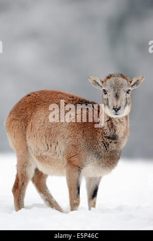 Europäischer Mufflon (Ovis Orientalis Musimon, Ovis Gmelini Musimon), juvenile im Winter Stockfoto