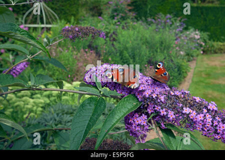 Zwei Peacock Schmetterlinge Inachis io auf Garten buddeia Stockfoto