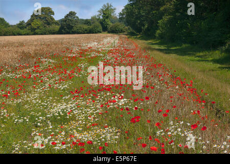 Feld Klatschmohn Papaver rhoeas und landwirtschaftliche Unkräuter in organischer Gerste Getreide Norfolk Feld UK Juli Stockfoto