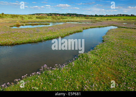 Strandflieder Limonium Vulgare auf Bergkette in Blakeney Dorf Norfolk UK Juli Stockfoto