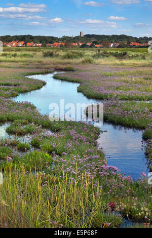 Strandflieder Limonium Vulgare auf Bergkette in Blakeney Dorf Norfolk UK Juli Stockfoto