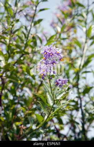Blumen von der Herzog von Argyll Teebaumöl Stockfoto