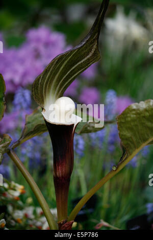 Arisaema Sikokianum, bekannt als Jack in der Kanzel oder die Reispflanze Kuchen Schnee. Stockfoto