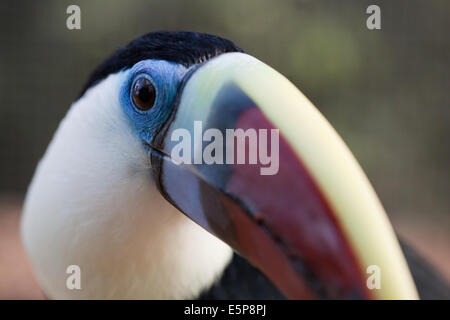 Rot-billed, weißer-throated, oder Cuviers Toucan (Ramphastos Tucanus). Stockfoto