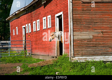 Ein Pferd in einer Scheune auf einem Bauernhof in der abgelegenen Region Palouse Empire, Landwirtschaft und Weizen wachsenden Region mit sanften Hügeln im östlichen Washington. Stockfoto