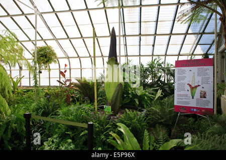 Ungeöffnete Knospe von der Leiche Blume oder Titan Arum (Amorphophallus Titanum) in Buffalo botanischen Gärten vor der Blüte. Stockfoto