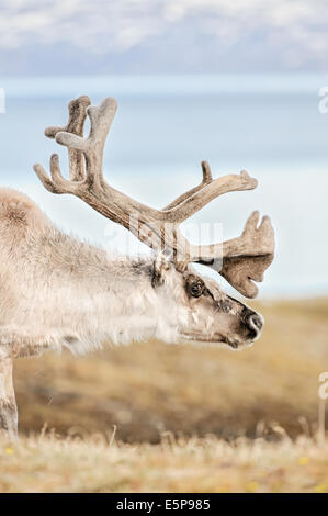 Ein männlicher Rentier in Svalbard in der norwegischen Arktis. Stockfoto